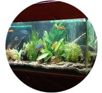 Aquariums and Accessories